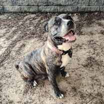 Thumbnail photo of Sunflower #2