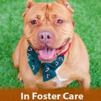 Thumbnail photo of Biscoff #1