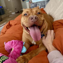 Thumbnail photo of Biscoff #2