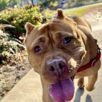 Thumbnail photo of Biscoff #3