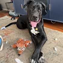 Thumbnail photo of Storm #4