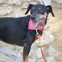 adopt-pet