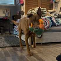 Thumbnail photo of Cruz #3