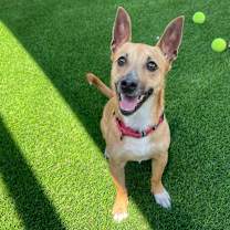 adopt-pet