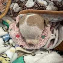 Thumbnail photo of Isaiah #2