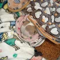 Thumbnail photo of Isaiah #3