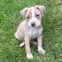 Thumbnail photo of Otis #1