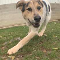 Thumbnail photo of 161186 Jinx #2