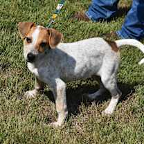 Thumbnail photo of Ravioli #1