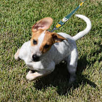 Thumbnail photo of Ravioli #3