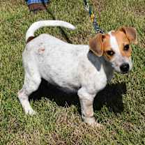 Thumbnail photo of Ravioli #4