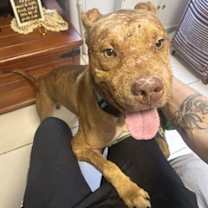 Thumbnail photo of Atlas #4