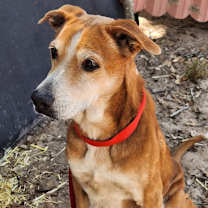 Thumbnail photo of Mazie KB #4