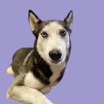 adopt-pet