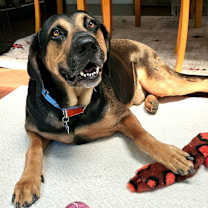 Thumbnail photo of Rover #1