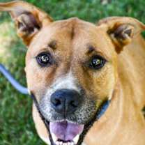 Thumbnail photo of Rocky #1