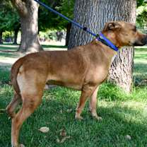 Thumbnail photo of Rocky #2