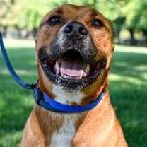 Thumbnail photo of Rocky #3