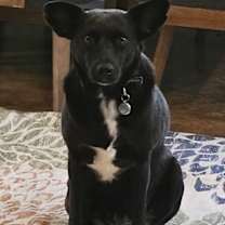 Thumbnail photo of Velvet #1