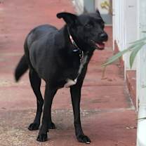 Thumbnail photo of Velvet #2