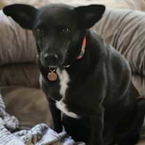 Thumbnail photo of Velvet #3