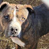 Thumbnail photo of Jameson #2