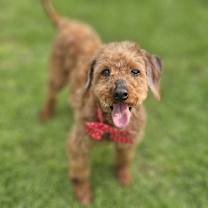 adopt-pet