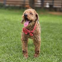 Thumbnail photo of Maxim #2