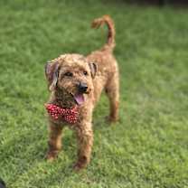 Thumbnail photo of Maxim #3