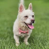adopt-pet