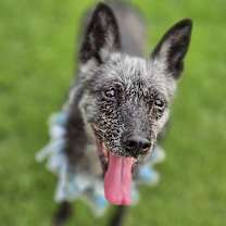 adopt-pet
