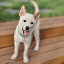 adopt-pet