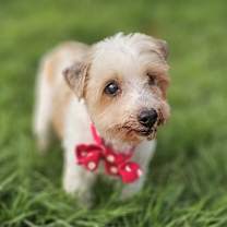 adopt-pet