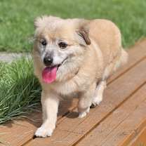 adopt-pet