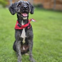 adopt-pet
