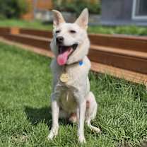 adopt-pet