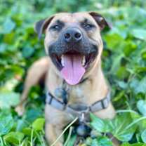 Thumbnail photo of IMPALA aka Duke #1