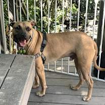 Thumbnail photo of IMPALA aka Duke #2