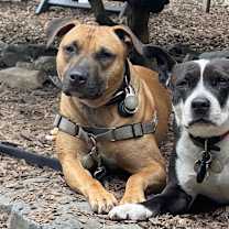 Thumbnail photo of IMPALA aka Duke #3