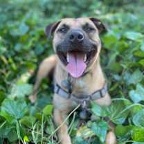 Thumbnail photo of IMPALA aka Duke #4