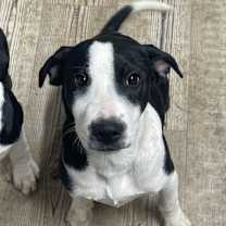 Thumbnail photo of Proctor #1