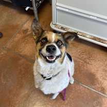 Thumbnail photo of Mickey #3