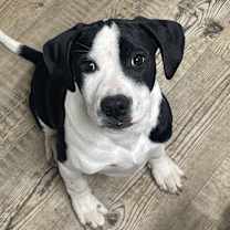 Thumbnail photo of Gordon #1