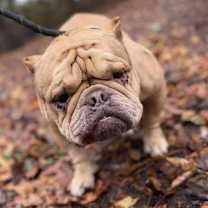 Thumbnail photo of Truffle (GA) #2