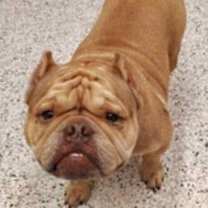 Thumbnail photo of Truffle (GA) #4