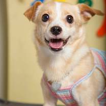 Thumbnail photo of Mallow (H) #2