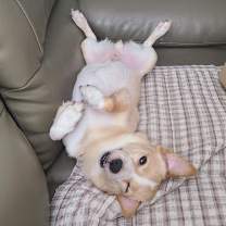 Thumbnail photo of Mallow (H) #4