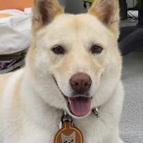 adopt-pet