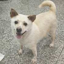 adopt-pet