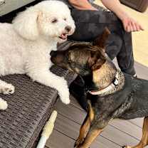 Thumbnail photo of Ryker #3